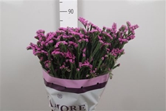 Limonium S Rosa Sun 80cm 90gram