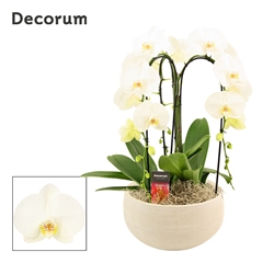 Phal Ov Wit 27Ø 55cm