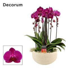 Phal Ov Paars 27Ø 55cm