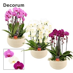 Phal Gem 2 Tak 27Ø 55cm