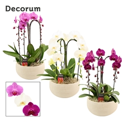 Phal Gem 2 Tak 27Ø 55cm
