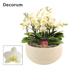 Phal Mf An Lausanne 27Ø 35cm