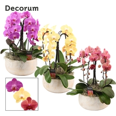 Phal Gem 2 Tak 28Ø 55cm