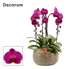 Phal Ov Paars 27Ø 55cm