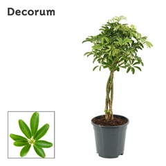 Schef Ar Luseana 17Ø 60cm