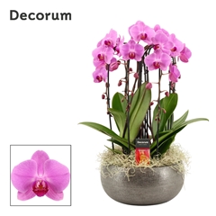 Phal Ov Roze 27Ø 55cm