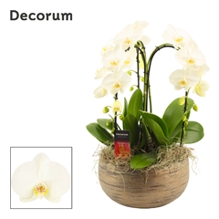 Phal Ov Wit 27Ø 55cm