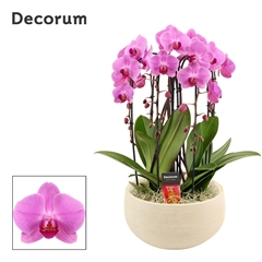Phal Ov Roze 27Ø 55cm