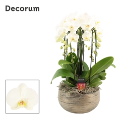 Phal Ov Wit 27Ø 55cm
