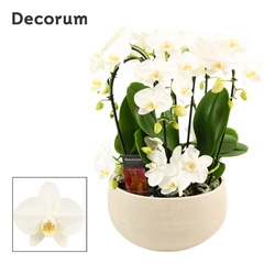 Phal Ov Wit 27Ø 55cm