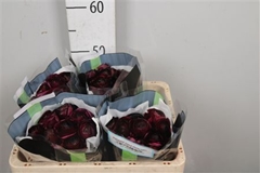 Ran Other 45cm