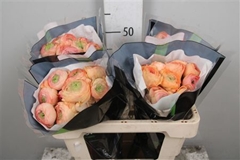 Ran Su Hanoi 50cm