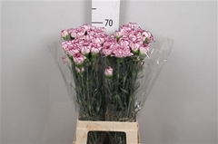 Di St Damascus 70cm 23