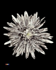 Chr G Topspin Grey