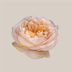 R Gr Other 60cm