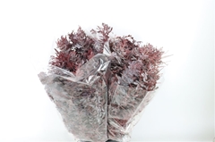 Acacia (MIMOSA) Bs 65cm 200gram