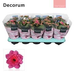 Kal Ge Seren Pink