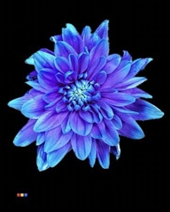 Chr T 2 Kl Baltica Blue Lagoon