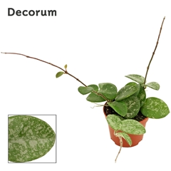 Hoya Mathilde 6Ø 7cm