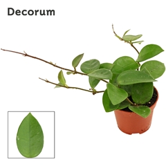 Hoya Other 6Ø 7cm