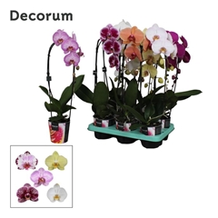 Phal El Cascade 12Ø 55cm