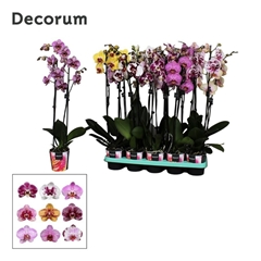 Phal Gem 2 Tak 12Ø 65cm