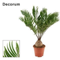 Zamia 14Ø 45cm