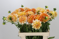 Dahl Hapet Harmony 60cm