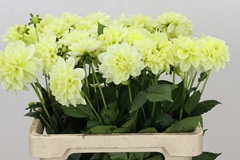 Dahl Champagne 55cm