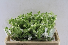 Oxypetal P Whi Doubl 50cm
