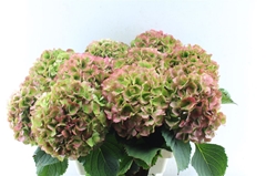 Hydr Verena Classic 60cm 19cm Ø