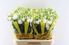 Eust G Rosita White 70cm
