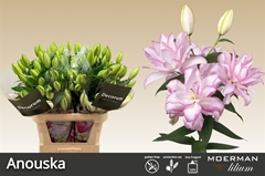 Li Or Du Anouska 90cm 45+