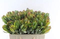 Leucad Laurel Yellow 50cm