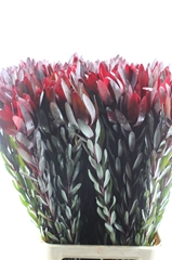 Leucad Safari Sunset 120cm