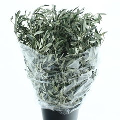Olea Europaea Pb 70cm 300gram