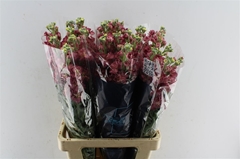 Matth Anyt Sea Blue 70cm