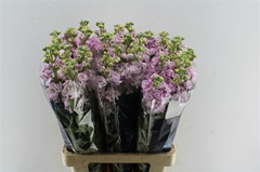 Matth Iron Cherry Bl 70cm