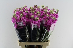Matth Iron Pink 70cm