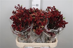 Anigoz Early Spring 80cm