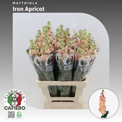Matth Iron Apricot 70cm 23