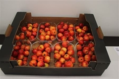 F Appel Malus Rood X8