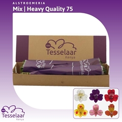 Alstr Mixed 75cm 75gram
