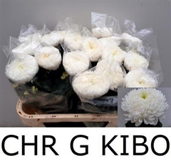 Chr G Kibo