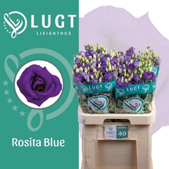 Eus G Rosi Blue