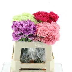 Di St Mixed 55cm 23