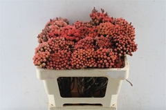 Brunia Laevis 50cm
