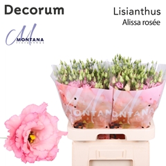 Eust G Alissa Rose Pi 70cm