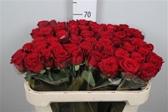 R Gr Red Naomi! 70cm 5cm