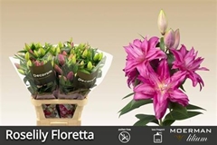 Li Or Du Rl Floretta 95cm 45+